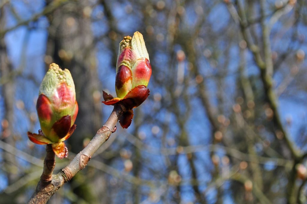La fleur de Bach CHESTNUT BUD (bourgeons de Marronnier) pour tirer les leçons de ses erreurs