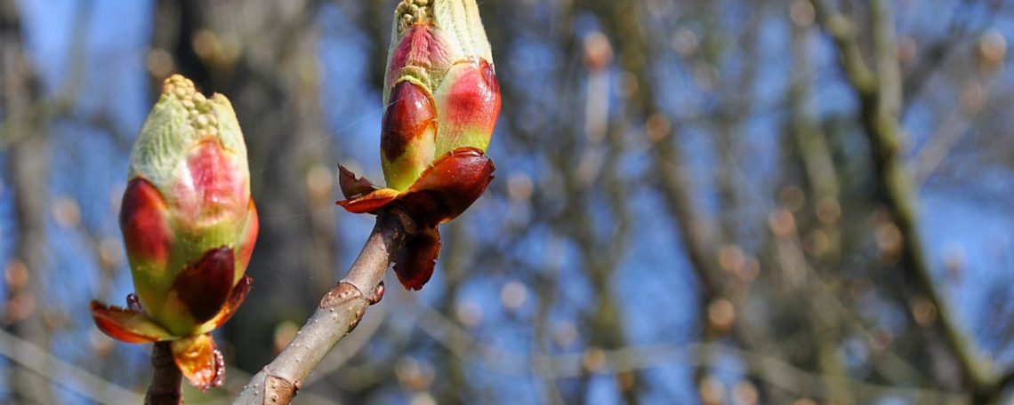 La fleur de Bach CHESTNUT BUD (bourgeons de Marronnier) pour tirer les leçons de ses erreurs