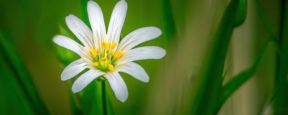 La naturopathie et les troubles DYS et TDAH